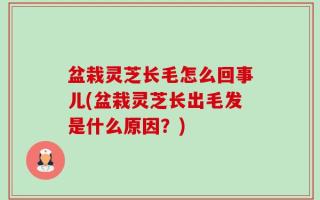 盆栽灵芝长毛怎么回事儿(盆栽灵芝长出毛发是什么原因？)