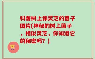 科普树上像灵芝的菌子图片(神秘的树上菌子，相似灵芝，你知道它的秘密吗？)
