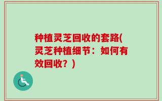 种植灵芝回收的套路(灵芝种植细节：如何有效回收？)