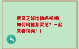 紫灵芝好培植吗视频(如何培植紫灵芝？一起来看视频！)