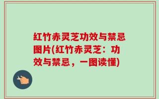 红竹赤灵芝功效与禁忌图片(红竹赤灵芝：功效与禁忌，一图读懂)