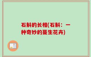 石斛的长相(石斛：一种奇妙的蔓生花卉)