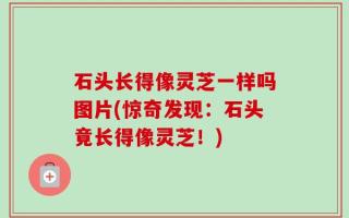 石头长得像灵芝一样吗图片(惊奇发现：石头竟长得像灵芝！)