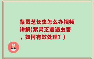紫灵芝长虫怎么办视频讲解(紫灵芝遭遇虫害，如何有效处理？)