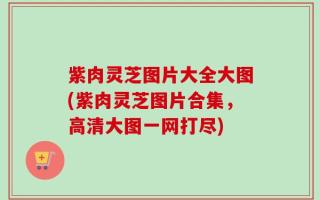 紫肉灵芝图片大全大图(紫肉灵芝图片合集，高清大图一网打尽)