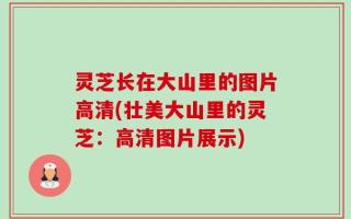 灵芝长在大山里的图片高清(壮美大山里的灵芝：高清图片展示)