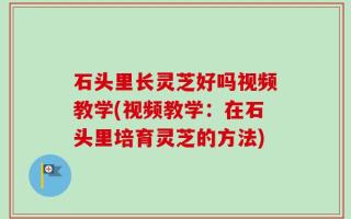 石头里长灵芝好吗视频教学(视频教学：在石头里培育灵芝的方法)