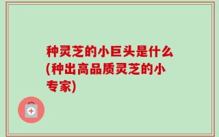 种灵芝的小巨头是什么(种出高品质灵芝的小专家)