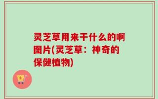 灵芝草用来干什么的啊图片(灵芝草：神奇的保健植物)