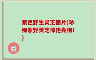 紫色野生灵芝图片(珍稀紫野灵芝惊艳亮相！)