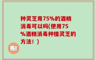 种灵芝用75%的酒精消毒可以吗(使用75%酒精消毒种植灵芝的方法！)