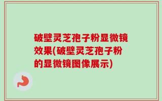 破壁灵芝孢子粉显微镜效果(破壁灵芝孢子粉的显微镜图像展示)