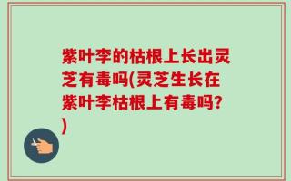 紫叶李的枯根上长出灵芝有毒吗(灵芝生长在紫叶李枯根上有毒吗？)