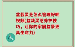 盆栽灵芝怎么管理好呢视频(盆栽灵芝养护技巧，让你的家居盆景更具生命力)