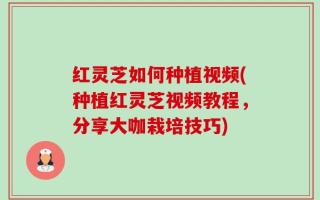 红灵芝如何种植视频(种植红灵芝视频教程，分享大咖栽培技巧)