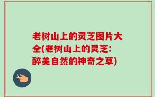 老树山上的灵芝图片大全(老树山上的灵芝：醉美自然的神奇之草)