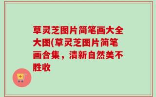 草灵芝图片简笔画大全大图(草灵芝图片简笔画合集，清新自然美不胜收