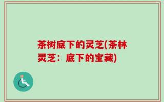 茶树底下的灵芝(茶林灵芝：底下的宝藏)