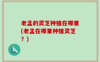 老孟的灵芝种植在哪里(老孟在哪里种植灵芝？)