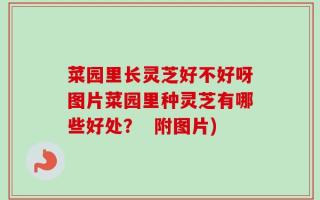 菜园里长灵芝好不好呀图片菜园里种灵芝有哪些好处？  附图片)