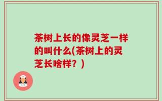 茶树上长的像灵芝一样的叫什么(茶树上的灵芝长啥样？)