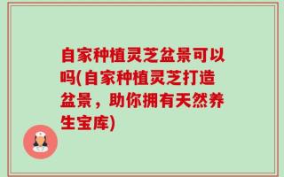 自家种植灵芝盆景可以吗(自家种植灵芝打造盆景，助你拥有天然养生宝库)