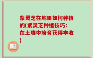 紫灵芝在地里如何种植的(紫灵芝种植技巧：在土壤中培育获得丰收)