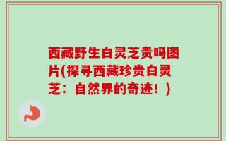 西藏野生白灵芝贵吗图片(探寻西藏珍贵白灵芝：自然界的奇迹！)