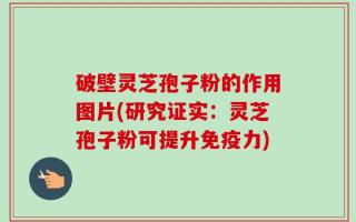 破壁灵芝孢子粉的作用图片(研究证实：灵芝孢子粉可提升免疫力)