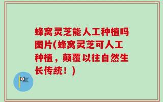 蜂窝灵芝能人工种植吗图片(蜂窝灵芝可人工种植，颠覆以往自然生长传统！)