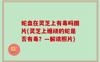 蛇盘在灵芝上有毒吗图片(灵芝上缠绕的蛇是否有毒？—解读照片)