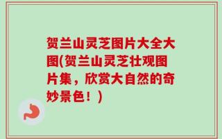 贺兰山灵芝图片大全大图(贺兰山灵芝壮观图片集，欣赏大自然的奇妙景色！)