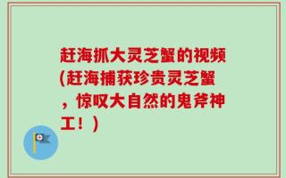 赶海抓大灵芝蟹的视频(赶海捕获珍贵灵芝蟹，惊叹大自然的鬼斧神工！)