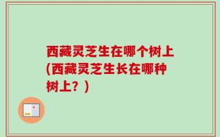 西藏灵芝生在哪个树上(西藏灵芝生长在哪种树上？)