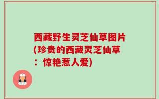 西藏野生灵芝仙草图片(珍贵的西藏灵芝仙草：惊艳惹人爱)
