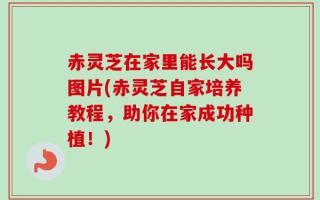 赤灵芝在家里能长大吗图片(赤灵芝自家培养教程，助你在家成功种植！)