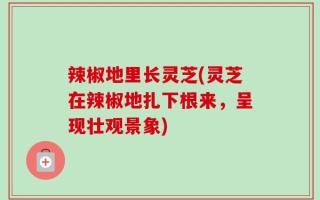 辣椒地里长灵芝(灵芝在辣椒地扎下根来，呈现壮观景象)