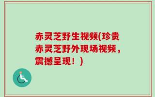 赤灵芝野生视频(珍贵赤灵芝野外现场视频，震撼呈现！)
