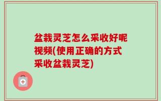 盆栽灵芝怎么采收好呢视频(使用正确的方式采收盆栽灵芝)