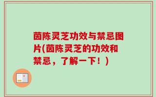 茵陈灵芝功效与禁忌图片(茵陈灵芝的功效和禁忌，了解一下！)