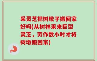 采灵芝把树墩子搬回家好吗(从树林采来巨型灵芝，劳作数小时才将树墩搬回家)