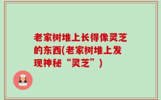 老家树堆上长得像灵芝的东西(老家树堆上发现神秘“灵芝”)
