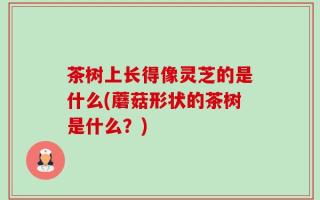 茶树上长得像灵芝的是什么(蘑菇形状的茶树是什么？)