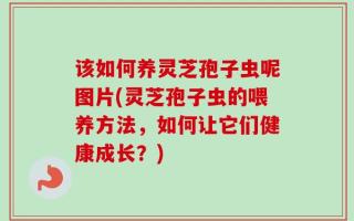 该如何养灵芝孢子虫呢图片(灵芝孢子虫的喂养方法，如何让它们健康成长？)