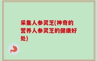 采集人参灵芝(神奇的营养人参灵芝的健康好处)