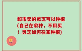 超市卖的灵芝可以种植(自己在家种，不用买！灵芝如何在家种植)