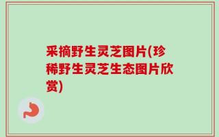 采摘野生灵芝图片(珍稀野生灵芝生态图片欣赏)