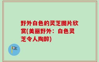 野外白色的灵芝图片欣赏(美丽野外：白色灵芝令人陶醉)