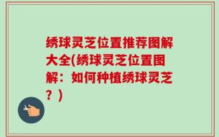 绣球灵芝位置推荐图解大全(绣球灵芝位置图解：如何种植绣球灵芝？)