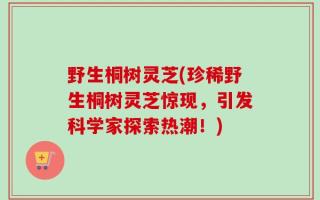 野生桐树灵芝(珍稀野生桐树灵芝惊现，引发科学家探索热潮！)